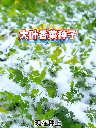 又到了种植香菜的时候了,家里有阳台小院的可以种些 #香菜 #三农 #农业种植。香菜下火锅 香菜拌牛肉 香菜拌猪拱嘴都很好吃