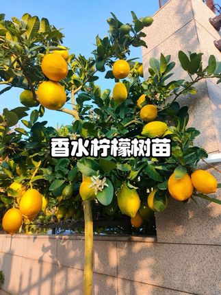 夏天种上一颗香水柠檬吧,好养易活#香水柠檬 #花卉绿植 #爱生活爱养花 #绿植盆栽 #养花