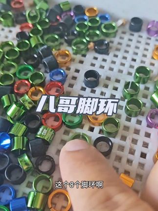 #八哥 #八哥脚环 #八哥脚环活扣 #八哥鸟爱好者