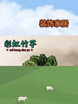 彩虹竹芋绿植基地盆室内植物ins网红美观叶花卉花草盆景上档次