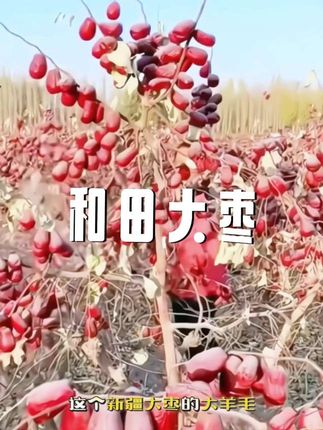 每个枣的个头都又大,又新鲜又饱满,特别香甜,果肉软硬适中,皮薄肉!#优质农产品 #大枣 #强烈推荐 #皮薄肉厚 #原产地