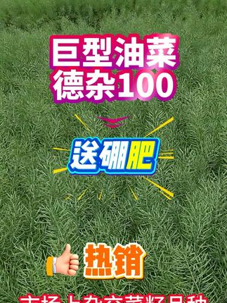 在农业的广袤天地中,选择一款优质的油菜种子,是丰收与品质的基石。德杂100油菜种子,正是这样一款备受瞩目的佼者,它以卓越的特性、广泛的适应性,成为众多农户的信赖之选。 #油菜种子 #农作物种植 #种植好物分享 #农业种植 #三农种植
