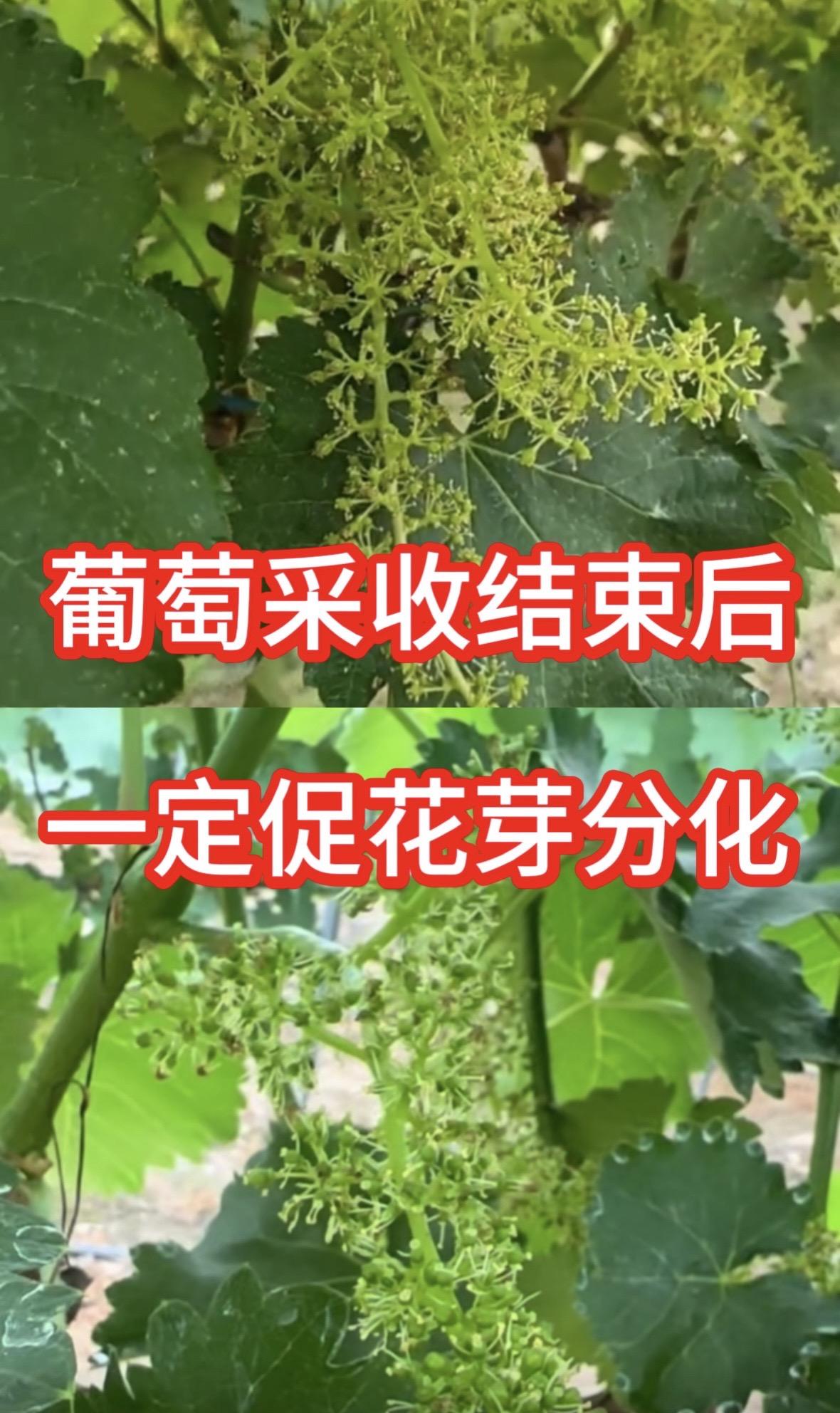葡萄采收后,一定要促花芽分化,来年萌芽整齐#农业种植 #果树种植技术 #葡萄种植 #果树种植