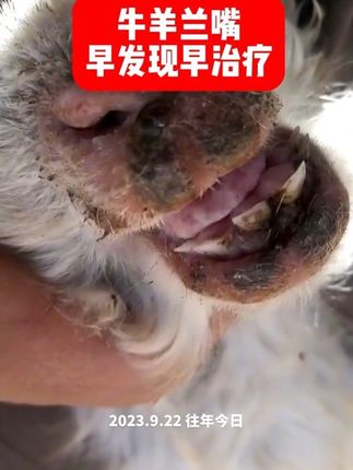 #牛羊烂嘴 #自繁自养