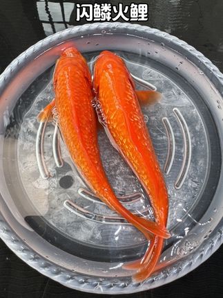 闪鳞火鲤 家人们!谁懂啊!闪鳞火鲤来啦! 看这一身鳞,阳光下像泼了金粉,游起来就是团流动的火焰,红得透亮、闪得晃眼! 尾鳍一摆波光粼粼,灵动到骨子里!养在缸里直接盘活整个水环境,这颜值说是水族顶流没毛病吧? 谁看了不喊绝! #养鱼人#观赏鱼#火鲤#养鱼日记 #无限回购的宝藏单品 @抖加🔥上热门🔥dou+🔥热点宝