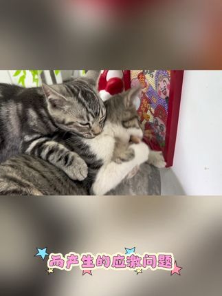 帮助猫咪释适应新环境,使用简单方便还管用#萌宠 #萌宠好物 #养猫人 #宠物食品 #喂猫