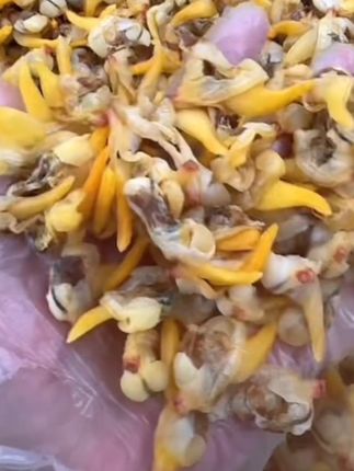 东港黄蚬干#好物推荐🔥 #海鲜美食 #营养美味