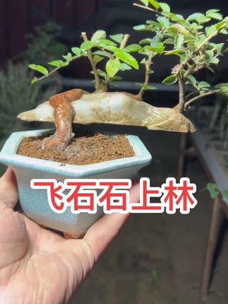 #附石盆景 #附石盆景制作 #附石榆树盆景 #附石小品 #附石盆景艺术 @我要上热门 @抖音小助手