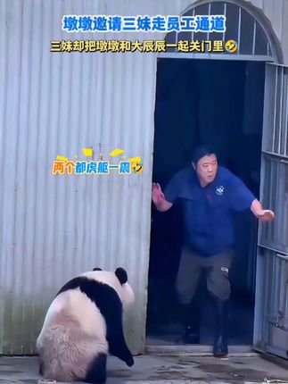 墩墩邀请三妹走员工通道,三妹不上当,反过来把墩墩和吃瓜的大辰辰一起关门里🤣#大熊猫奇三妹 #大熊猫 #重庆动物园