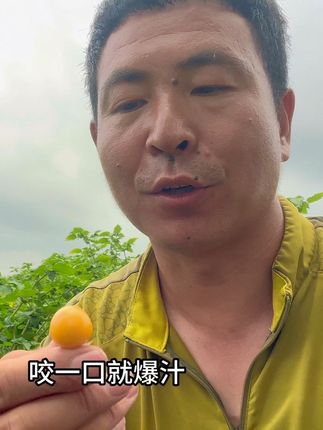 东北姑娘果成熟了,种植面积30亩地,小伙直言这是金豆子呀!
