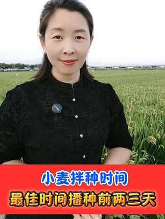 小麦拌种的最佳时间 四元复配加强版小麦专用拌种剂#小麦种植 #小麦拌种剂 #小麦 #农资肥料