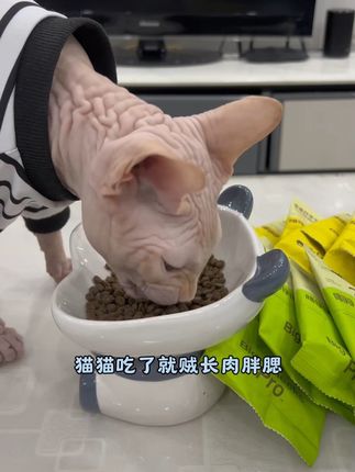 试吃比正装划算太多了!!养猫人赶紧来抢喵铮铮的试吃大羊毛!#喵铮铮猫粮 #喵铮铮 #新手养猫 #养猫人 #喵铮铮鲜肉猫粮