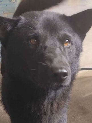 如何快速给猫狗喂药#我和我的狗 #养猫 #科学养宠