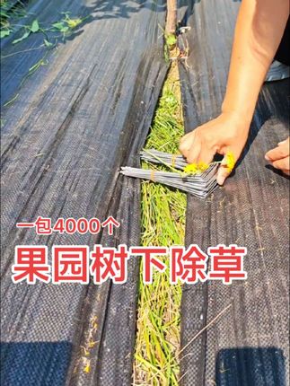 果园树下除草 #果园除草 #防草布 #防草布地钉厂家 #农业种植 #分享农业知识帮农民增产增收