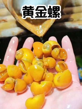 鱼缸除藻小能手-黄金螺,专吃青苔绿藻和鱼便残渣,繁殖能力也超强,一不小心就生爆缸#黄金螺 #工具螺 #鱼缸清洁 #清洁螺 #观赏螺 @DOU+上热门 @@抖加🔥上热门🔥dou+🔥热点宝 @我要上热门