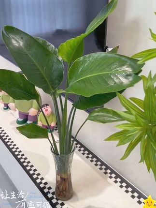 家里有茶几、电视柜的,什么都不放,也要摆放一盆天堂鸟。它的形态潇洒,叶柄粗壮,是出了名的观叶植物。养在家里不仅可以装饰房间,美化环境,让人看了还能心情愉悦,缓解疲劳,而且非常好养。#花卉绿植 #绿植 #水培植物