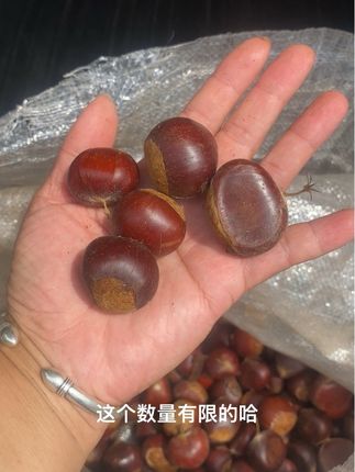 黑珍珠老树老品种小油栗子有大有小,好吃得很,炒着吃,蒸着吃煮着吃糖炒着吃都非常的不错.外面的糖炒栗子已经卖18元一斤了,你还觉得我们的这个价格贵吗? #金寨油栗子 #油栗子 #糖炒栗子 #栗子