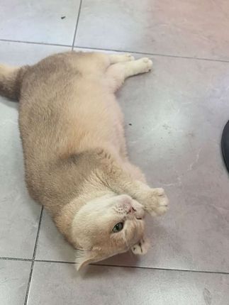 还是汤圆最乖 #萌宠出道计划 #萌宠好物 #猫咪梳毛