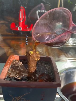 植物扦插繁殖,生桩种植,盆景补根,大棚基地同款爆根神器#园艺 #花卉绿植 #盆景