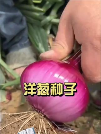 #洋葱种子#种植洋葱#种植小技巧 #超便宜超划算#在家种菜
