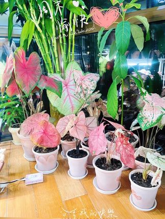 搭配分享 #爱生活爱养花 #花卉绿植 #花盆 #好物推荐🔥 #爆款热卖中