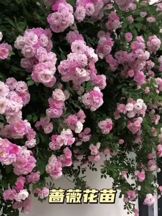 耐寒四季开花蔷薇花苗爬藤植物浓香大花地栽盆栽花卉攀爬庭院阳台#花卉绿植 #最美月季花 #爬藤植物 #蔷薇花苗