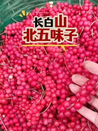 #创作灵感 #五味子#五味子泡水 油籽不染色不熏硫#健康好物#长白山北五味