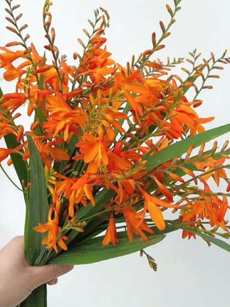 #一花一草一世界 #火星花 #火焰兰 #赏花 #绿植花卉