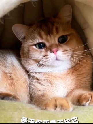 这南瓜猫窝简直是颜值与实力并存!摇粒绒材质柔软又暖和,空间宽敞,主子肆意撒欢,快冲!#猫窝推荐#南瓜猫窝#猫窝