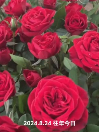#玫瑰花 #玫瑰花瓣龙卷风 #玫瑰花苗栽种 #花卉绿植 #三农