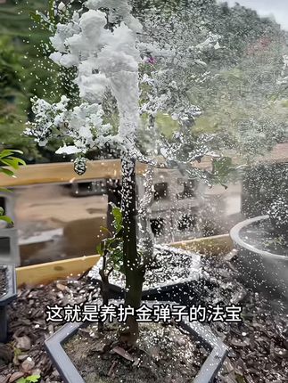 这个就是养护#金弹子 的法宝、半个月给金弹子喷一喷,防治植物真菌病害#植物双效灵 #园艺生活 #病害防治