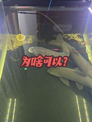 珠珠为啥可以钓青鱼#黑坑青鱼#珠珠钓青鱼