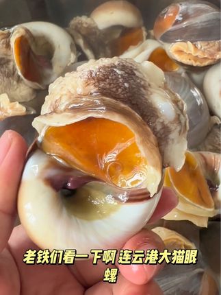 连云港 鲜活海捕 大猫眼螺带黄包肥(鲜活发货保鲜不包活)#海鲜 #猫眼螺 #海鲜美食