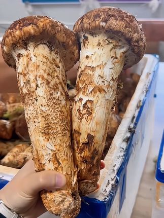 大家欢迎来到今日份的森林探秘之旅!我将带领大家一起品味这份来自大自然的馈赠——香甜可口的松茸🧭🌲 #大自然的馈赠 #松茸 #松茸菌 #野生菌 #山珍美味