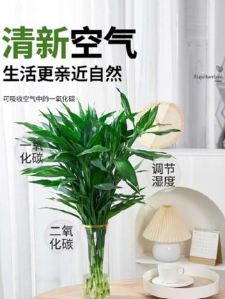 水培植物鲜切富贵竹转运竹龙竹观音竹室内绿植水养客厅绿植花卉盆 #水培 #植物 #富贵竹 #绿植 #观音竹