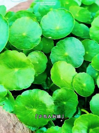 #创作灵感 #铜钱草 #绿植 #养花人的乐趣 #一花一草一世界