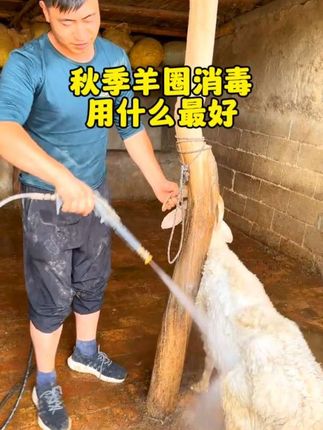 #牛羊养殖#羊圈消毒#养羊技术#我是农村养羊人