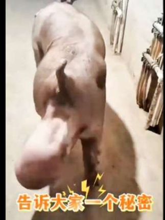 #李羲承符神颜 #旺仔小乔 #赵露思 #张予曦