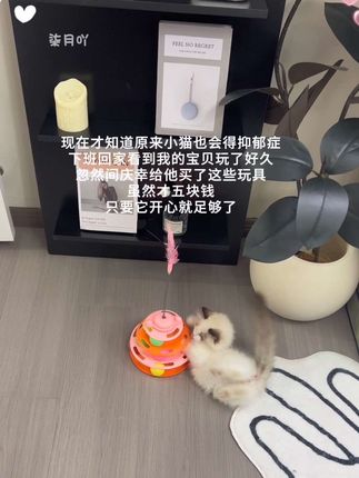 五块钱买换来小猫开心,值了#萌宠 #宠物 #宠物玩具 #毛孩子的日常 #逗猫神器