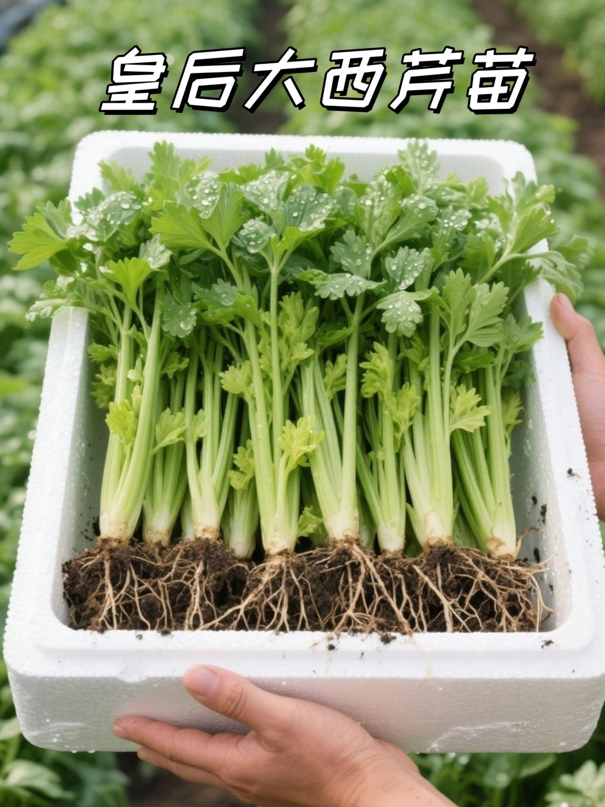 家人们,#皇后大西芹 值得冲!我意外发现这好物,买了尝鲜,绝了!这芹菜炒菜、煲汤都一流。炒菜时,下锅香味就蹿出来,咬着脆嫩多汁。煲汤放进去,汤瞬间变鲜。没吃过的赶紧试试,吃了就忘不了!#在家种菜 #纯天然绿色蔬菜 #皇后大西芹苗 #种菜