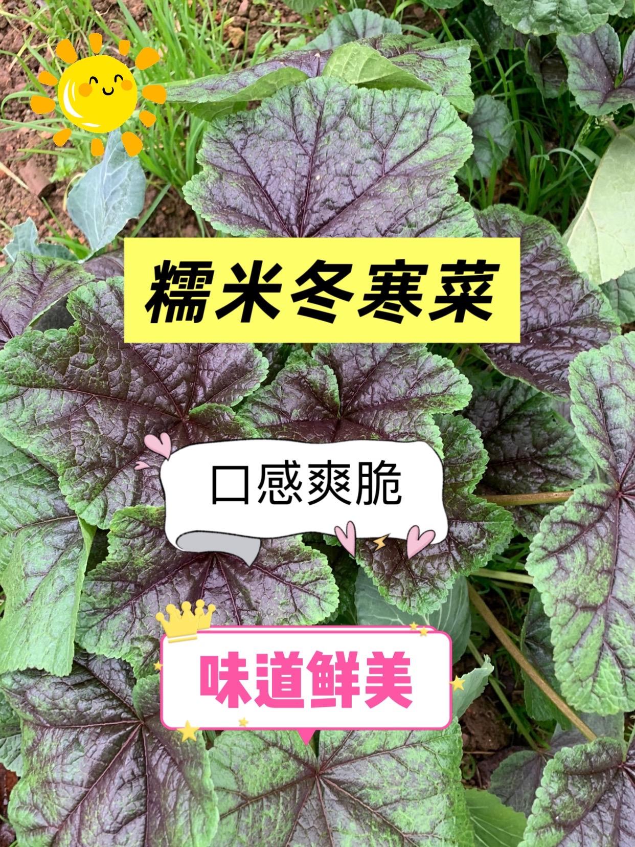 双11【糯米冬寒菜种子】四季种植盆栽地栽阳台小院种 植#强烈推荐 #蔬菜种子#三农种植 #农产品 #种菜