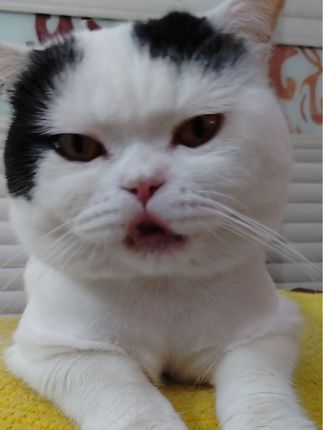 偷猫自己准备麻袋吧#吃货猫