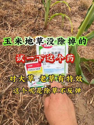 玉米地草没打好的,试一下这个配方,对大草 老草有特效#玉米种植 #玉米管理 #玉米二次除草