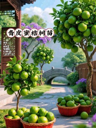 #即梦AI 庭院里的青皮蜜橘树苗,藏着一份不期而遇的惊喜🍊 不必费心钻研养护的细节,它自会在小院的角落寻得自在生长的韵律。春天瞧嫩梢悄悄舒展,夏天听枝叶在风里轻晃出沙沙声,秋天时青绿色的果子便悄悄缀满枝头——光是这份伴着季节慢慢生长的模样,就足以抚平日常里的细碎烦忧。 青绿色的果皮裹着鼓鼓的果肉,刚剥开时那股鲜活的果香,像把整个小院都浸在了自然的清爽里。偶尔闲下来坐在树下,看阳光透过叶缝落在青果上,随手摘一颗掰开,酸甜的汁水在舌尖漫开,这便是独属于小院的惬意时刻。 家人围坐在树下,聊着闲话、分食这份清甜,原本平淡的日子也变得有了滋味。想给小院添些新鲜意趣,这棵青皮蜜橘树苗或许就是很合适的选择🌿 #果树苗 #优质种苗 #嫁接苗 #青皮蜜橘 产量特别高@上热门🔥🔥🔥