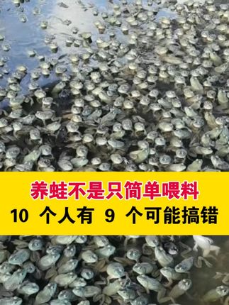 养蛙不是只简单喂料,10 个人有 9 个可能搞错##牛蛙养殖 #黑斑蛙养殖 #石蛙 #泰蛙 #林蛙 泰蛙