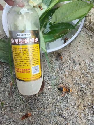 诱蜂水找蜂来蜂效果太好了#三农蜂有财 #蜂有财 #蜂有财找蜂望远镜 #蜂有财找蜂望远镜