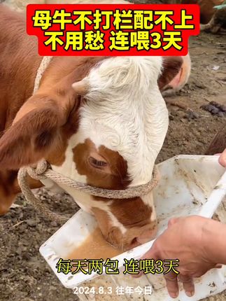#母牛配种 #母牛不打栏 #母牛发情 #母牛 #母牛配不上