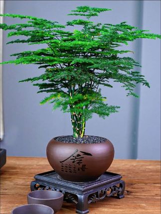 文竹绿植盆栽,文竹绿植盆栽室内办公室花卉室内植物四季常青好养活盆景#文竹绿植盆栽