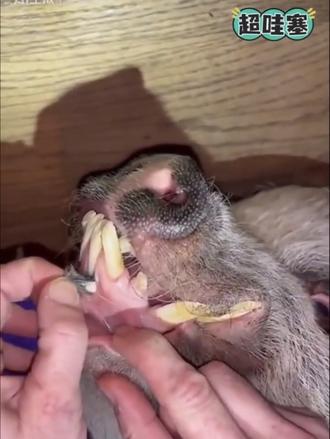 近视-近视-龙眼肉+红枣+决明子、法令纹-达克博凝胶、鼻炎-苍耳子、腰椎间盘突出-桑寄生