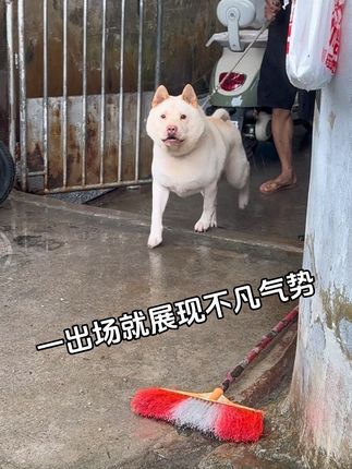一出场,就展现了不凡的气势,见到它都畏惧三分,霸气侧漏 潮汕五赤犬性格忠诚,生性聪明,对主人非常忠心。机警:它们性格刚烈而警惕,领地意识强,主要用途是看家护院#农村土狗 #五赤犬#家有中华田园犬 #萌宠 #田园犬
